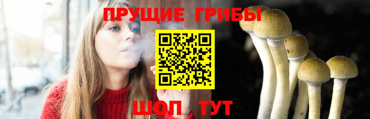 Псилоцибиновые грибы прущие грибы  Баксан  Псилоцибиновые грибы прущие грибы 